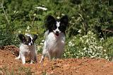 EPAGNEUL PAPILLON 142